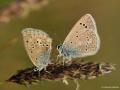 Polyommatus cornelius (Çokgözlü Küçük Turanmavisi)